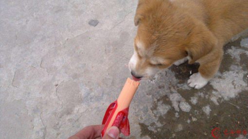 戌年と中国の野良犬
