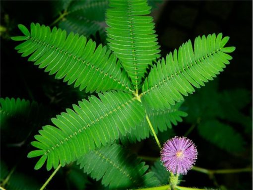お辞儀草と校花・校草
